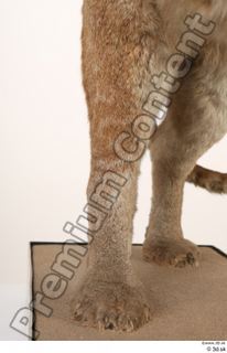 Asian golden cat Catopuma Temminckii leg 0019.jpg